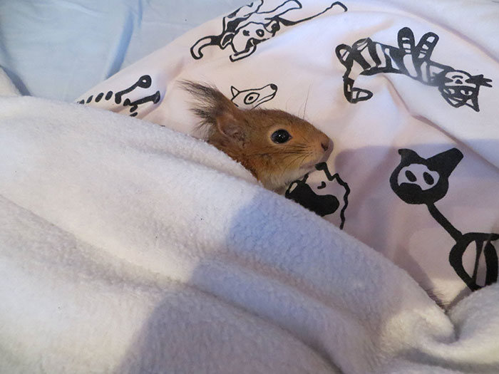 arttu, squirrel pet