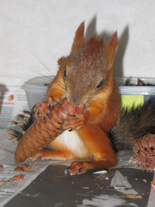 arttu, squirrel pet