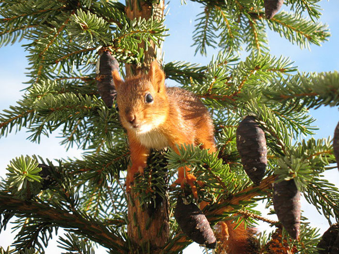 arttu, squirrel pet