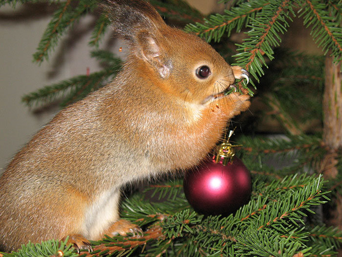 arttu, squirrel pet