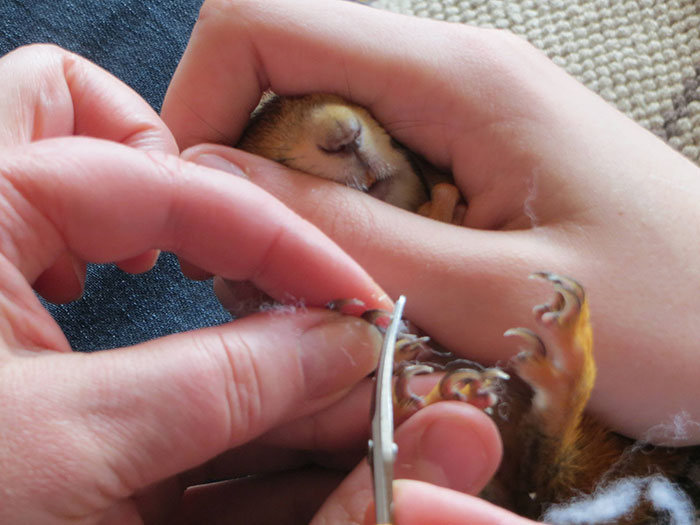 arttu, squirrel pet