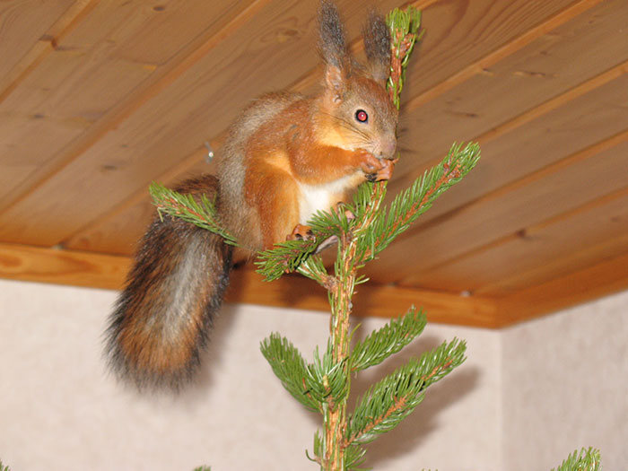 arttu, squirrel pet