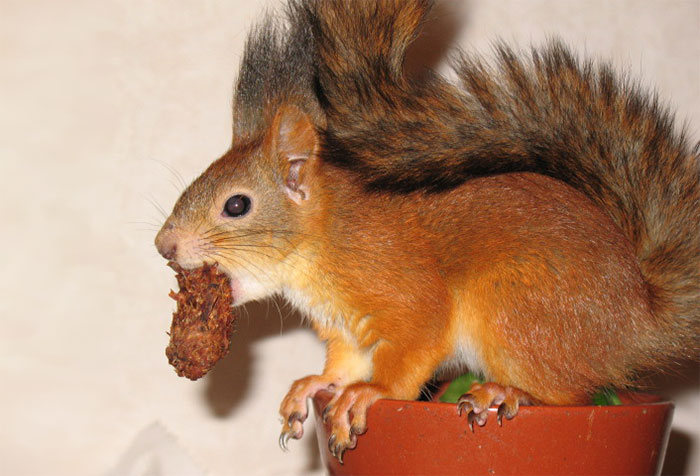 arttu, squirrel pet