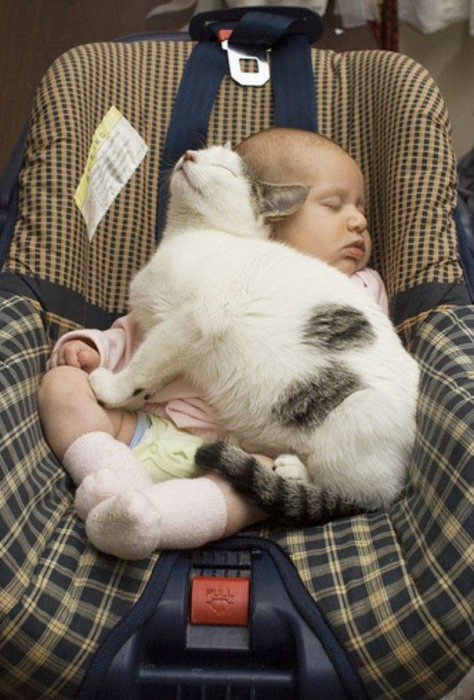 cat and the child