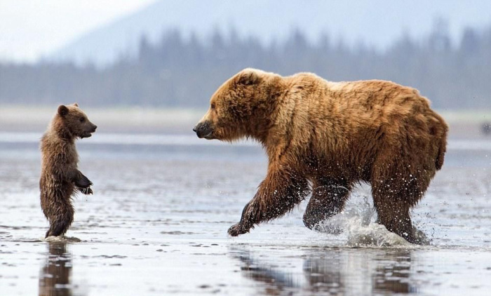 bear cub hug