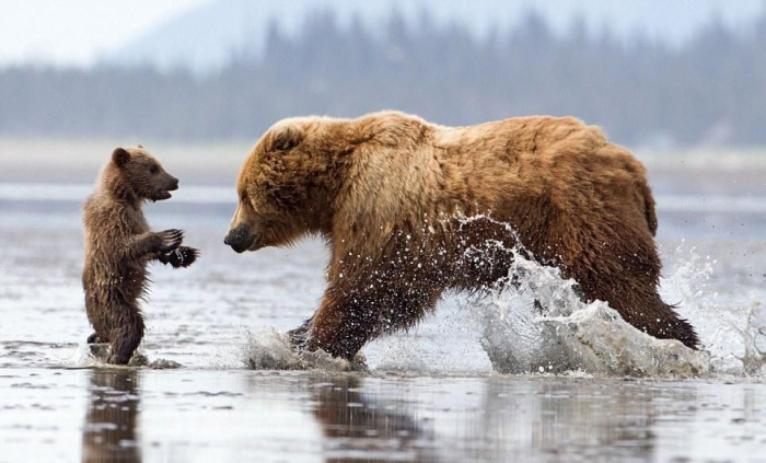 bear cub hug