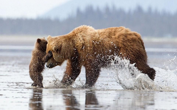 bear cub hug