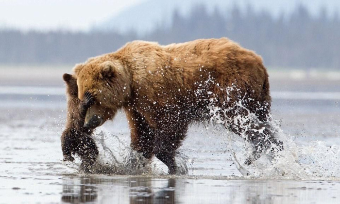 bear cub hug