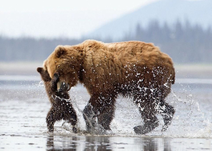 bear cub hug