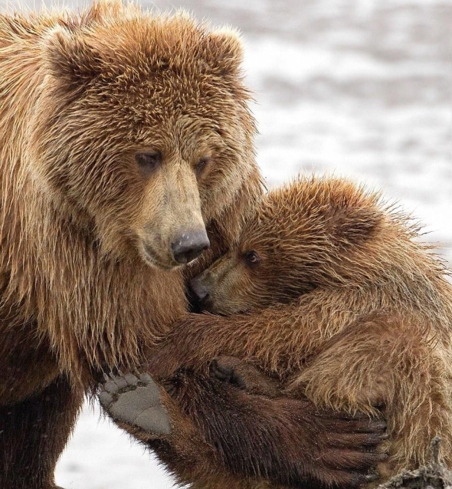 bear cub hug