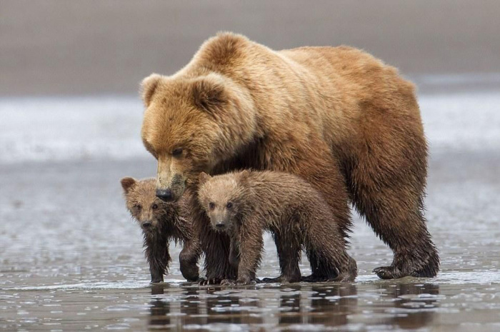 bear cub hug
