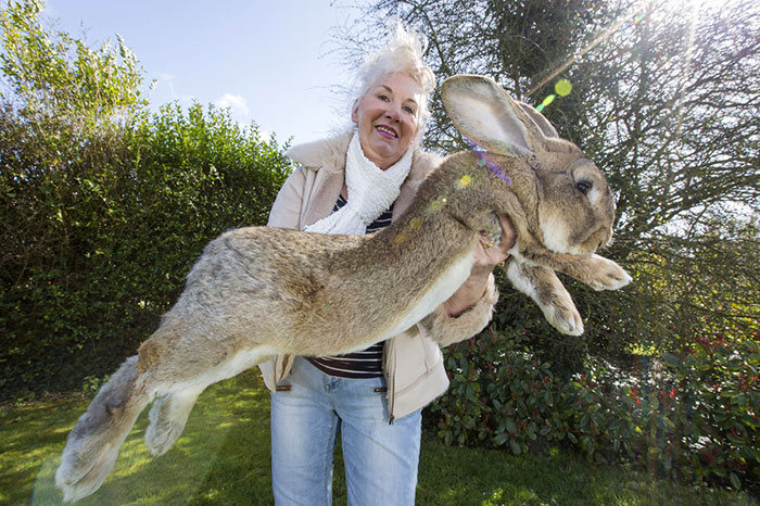 darius, the biggest rabbit