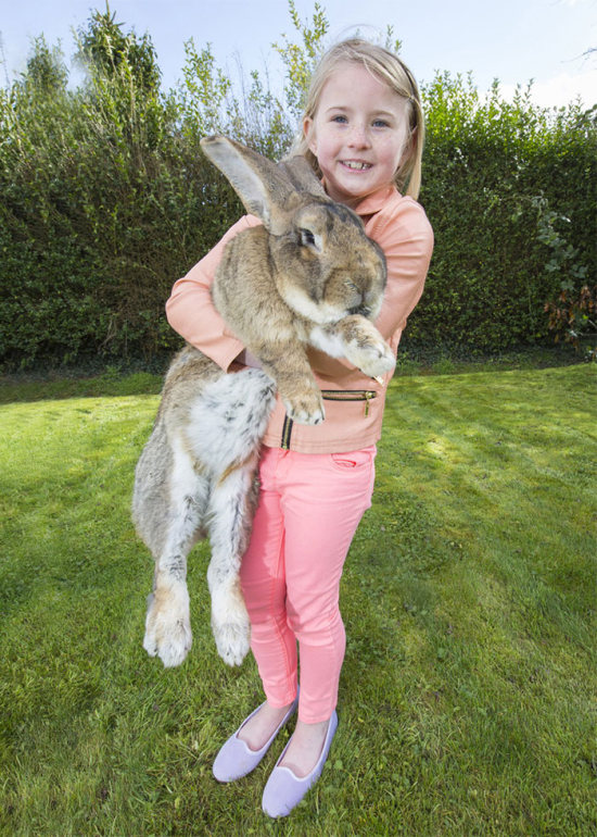 darius, the biggest rabbit