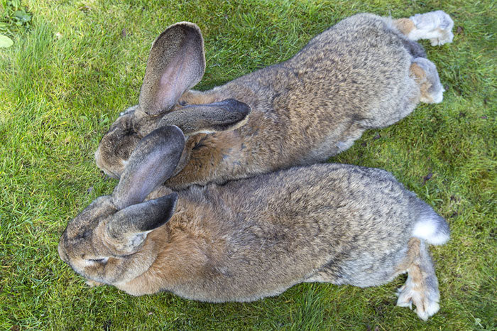 darius, the biggest rabbit