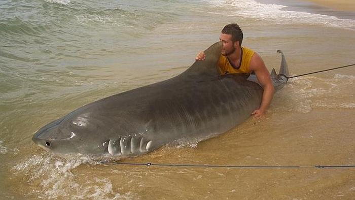 tiger shark catch