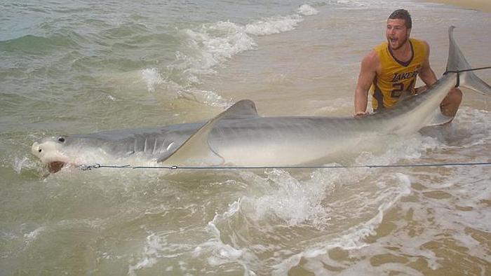 tiger shark catch