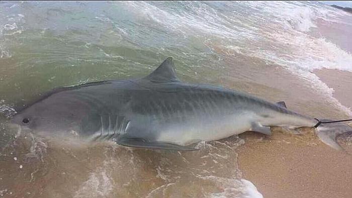 tiger shark catch