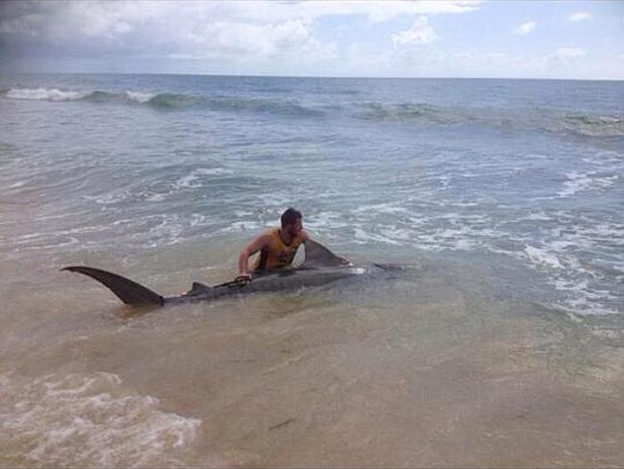 tiger shark catch