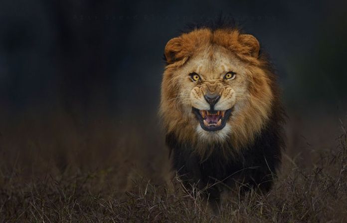 lion attacks a photographer