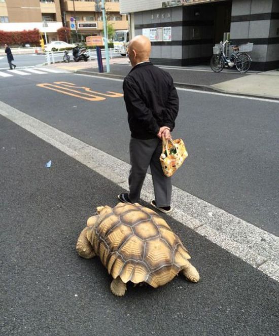 giant pet tortoise