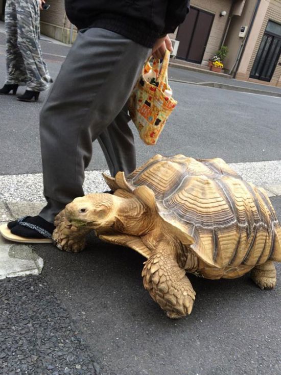 giant pet tortoise