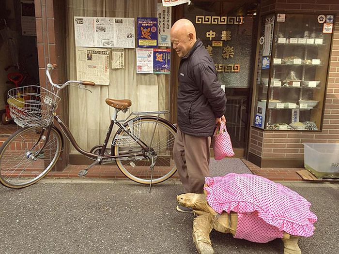 giant pet tortoise