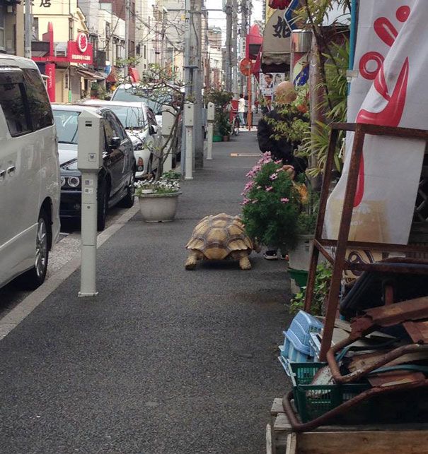 giant pet tortoise