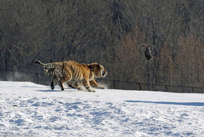 tigers hunting a bird