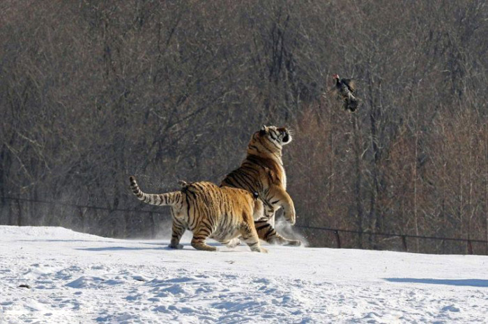 tigers hunting a bird