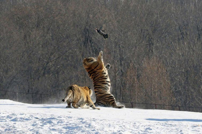 tigers hunting a bird