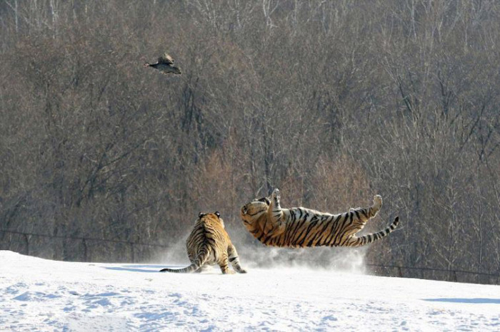 tigers hunting a bird