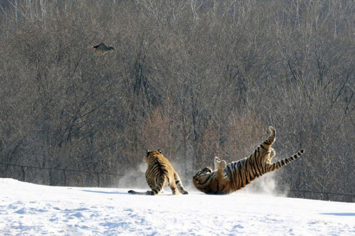 tigers hunting a bird