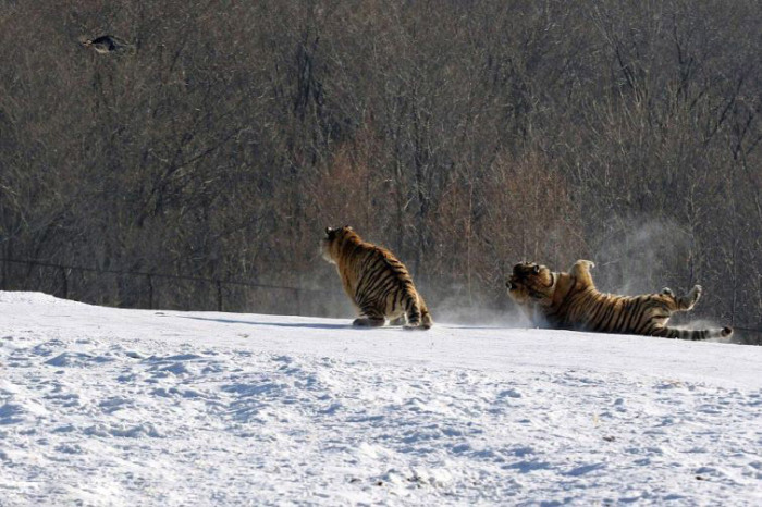 tigers hunting a bird