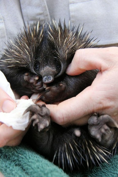 Baby echidna, Taronga Zoo, Sydney, New South Wales, Australia