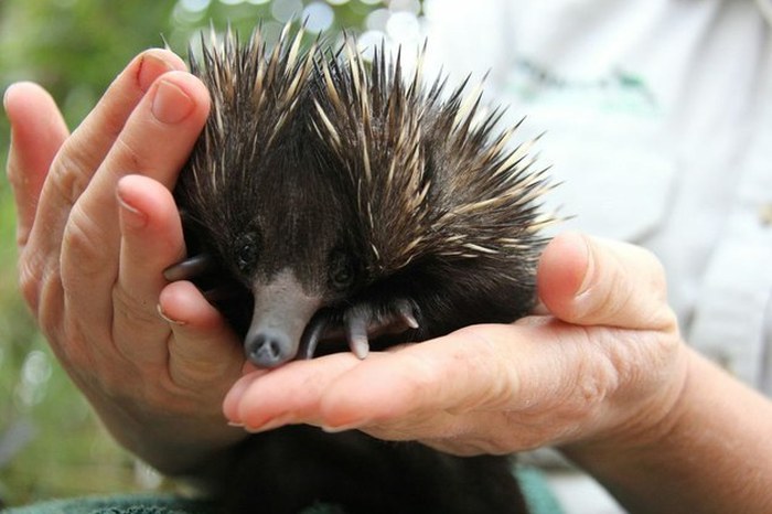 Baby echidna, Taronga Zoo, Sydney, New South Wales, Australia