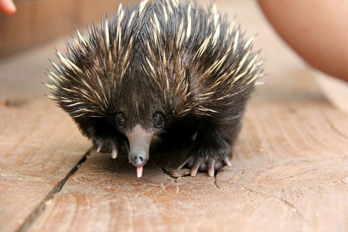 Baby echidna, Taronga Zoo, Sydney, New South Wales, Australia