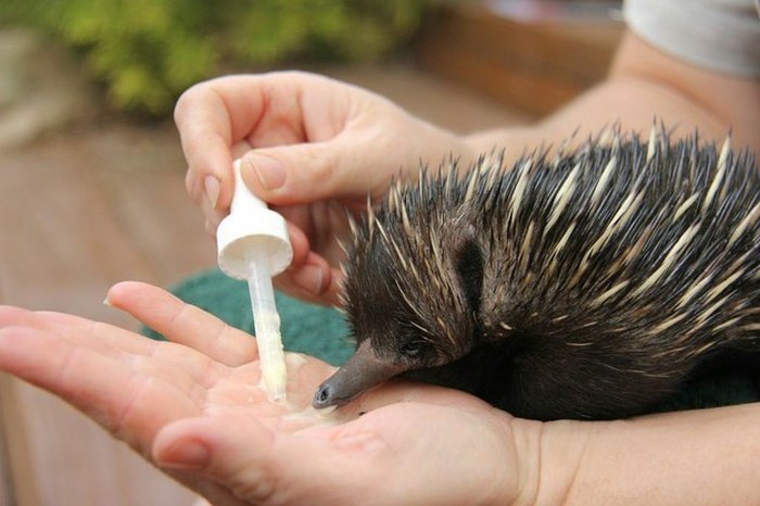 Baby echidna, Taronga Zoo, Sydney, New South Wales, Australia