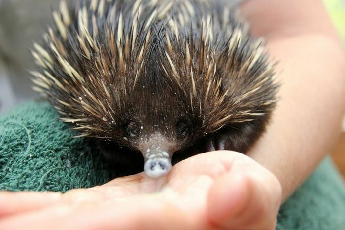 Baby echidna, Taronga Zoo, Sydney, New South Wales, Australia