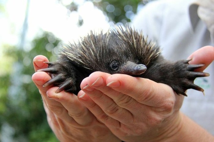 Baby echidna, Taronga Zoo, Sydney, New South Wales, Australia