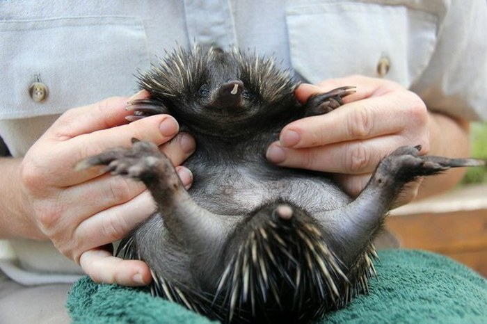 Baby echidna, Taronga Zoo, Sydney, New South Wales, Australia