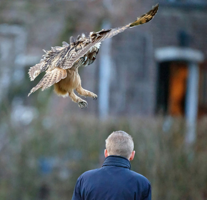 eurasian eagle owl lands on a head