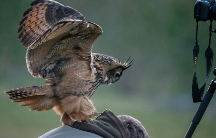 eurasian eagle owl lands on a head