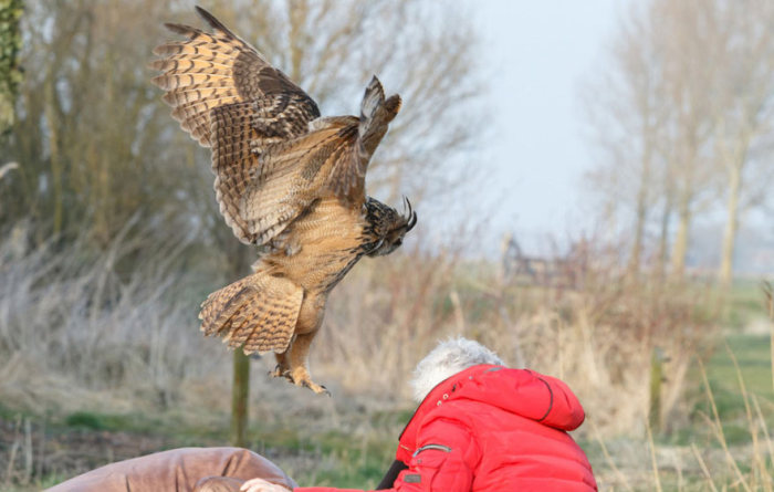 eurasian eagle owl lands on a head