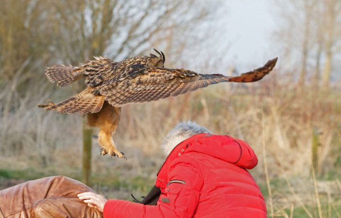 eurasian eagle owl lands on a head
