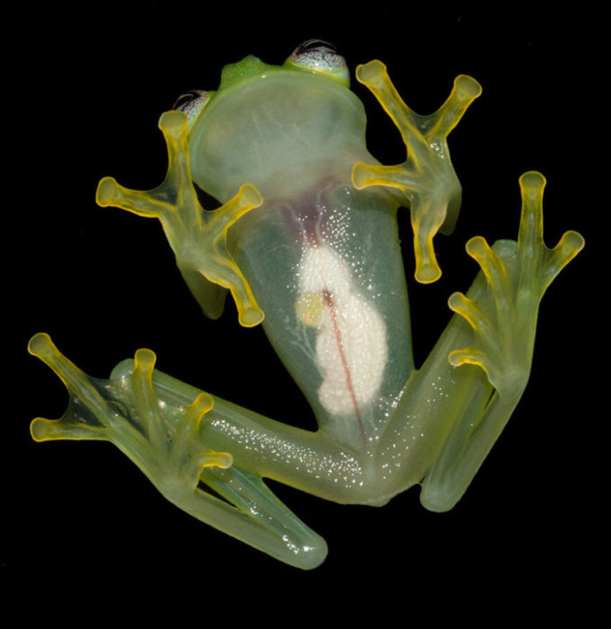 bare-hearted glass frog