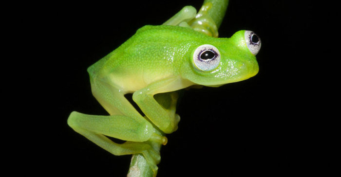 bare-hearted glass frog