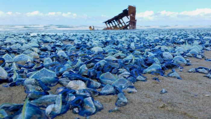 velella velella on the beach