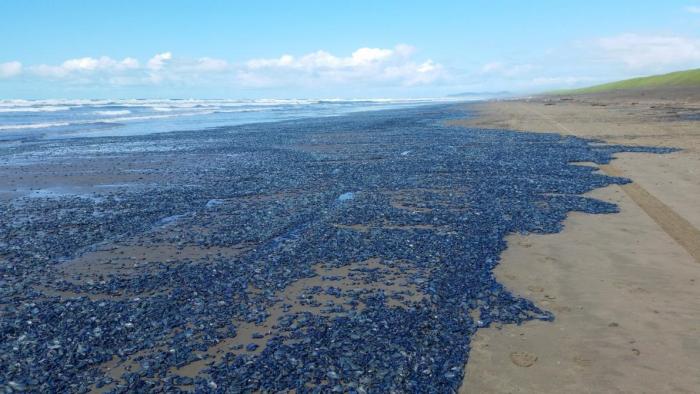 velella velella on the beach