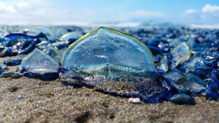 velella velella on the beach