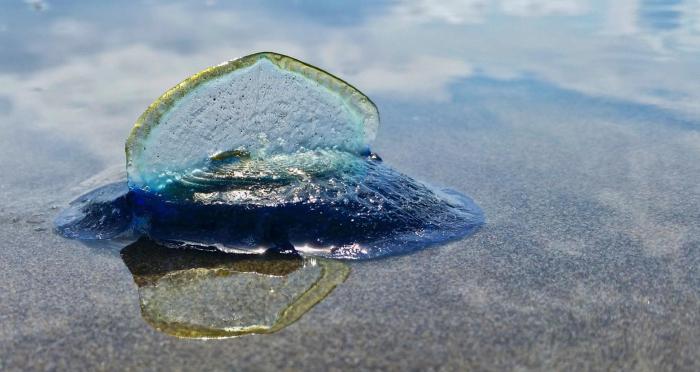 velella velella on the beach